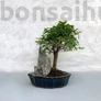 Kép 1/3 - Ulmus parvifolia (Kínai szil) bonsai - egyenes törzsű, 16 cm