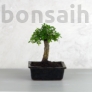 Kép 1/3 - Ulmus parvifolia (Kínai szil) bonsai - egyenes törzsű, 15 cm