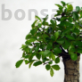 Kép 2/3 - Ulmus parvifolia (Kínai szil) bonsai - egyenes törzsű, 15 cm