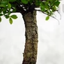 Kép 3/3 - Ulmus parvifolia (Kínai szil) bonsai - egyenes törzsű, 15 cm