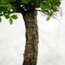 Kép 3/3 - Ulmus parvifolia (Kínai szil) bonsai - egyenes törzsű, 15 cm