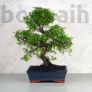 Kép 1/3 - Ulmus parvifolia (Kínai szil) bonsai - hajlított törzsű, 25 cm