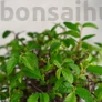 Kép 2/3 - Ulmus bonsai lomb