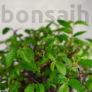 Kép 3/3 - Ulmus parvifolia (Kínai szil) bonsai - hajlított törzsű, 25 cm