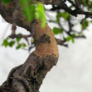 Kép 2/3 - Ulmus parvifolia (Kínai szil) bonsai - hajlított törzsű, 25 cm