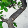 Kép 3/3 - Ulmus parvifolia (Kínai szil) bonsai - hajlított törzsű, 24 cm