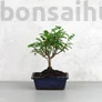 Kép 1/3 - Zanthoxylum piperitum (Borsfa) bonsai