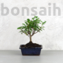 Kép 1/3 - Zanthoxylum piperitum (Borsfa) bonsai