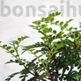 Kép 2/3 - Zanthoxylum piperitum (Japán borsfa)