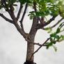 Kép 3/3 - Zanthoxylum piperitum (Japán borsfa)