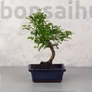 Kép 1/3 - Zanthoxylum piperitum (Borsfa) bonsai