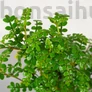 Kép 2/3 - Zanthoxylum piperitum (Borsfa) bonsai - lomb