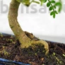 Kép 3/3 - Zanthoxylum piperitum (Borsfa) bonsai - törzs