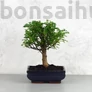 Kép 1/3 - Zanthoxylum piperitum (Borsfa) bonsai