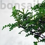 Kép 2/3 - Zanthoxylum piperitum (Japán borsfa)