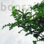 Kép 2/3 - Zanthoxylum piperitum (Japán borsfa)
