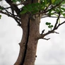 Kép 3/3 - Zanthoxylum piperitum (Japán borsfa)