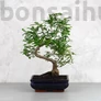 Kép 1/3 - Zanthoxylum piperitum (Borsfa) bonsai