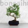 Kép 1/3 - Zanthoxylum piperitum (Borsfa) bonsai