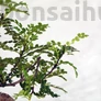 Kép 2/3 - Zanthoxylum piperitum (Japán borsfa)