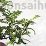 Kép 2/3 - Zanthoxylum piperitum (Japán borsfa)