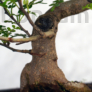 Kép 3/3 - Zanthoxylum piperitum (Japán borsfa)