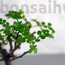 Kép 2/3 - Zanthoxylum piperitum (Japán borsfa)