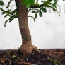 Kép 3/3 - Zanthoxylum piperitum (Japán borsfa)