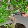 Kép 2/3 - Bonsai ágmetsző olló
