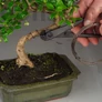 Kép 2/2 - Bonsai szerszám