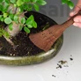 Kép 7/8 - Bonsai seprű