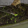 Kép 8/8 - Bonsai csipesz