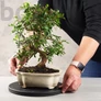 Kép 2/2 - Bonsai asztal