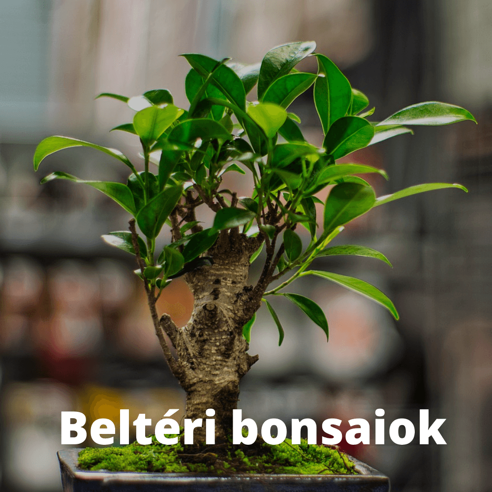 Beltéri bonsaiok