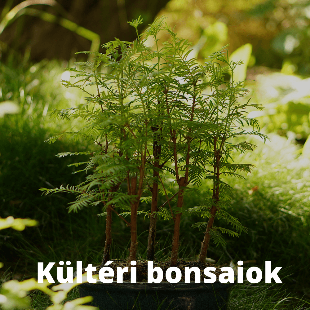 Kültéri bonsaiok