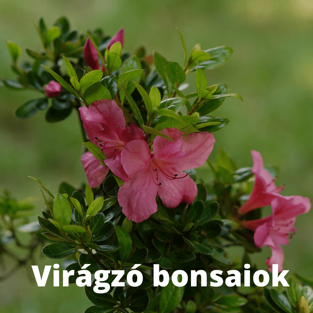 Virágzó bonsaiok