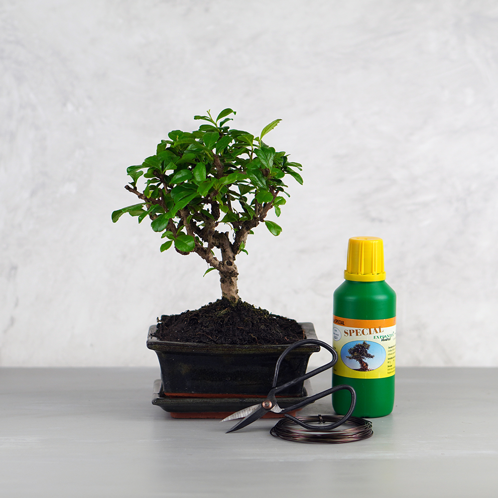 Közepes bonsai csomag - Carmona, egyenes törzsű bonsai fával