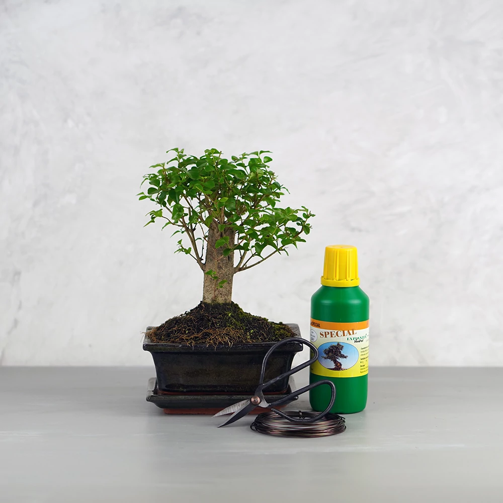 Közepes bonsai csomag - Ligustrum chinesis, egyenes törzsű bonsai fával