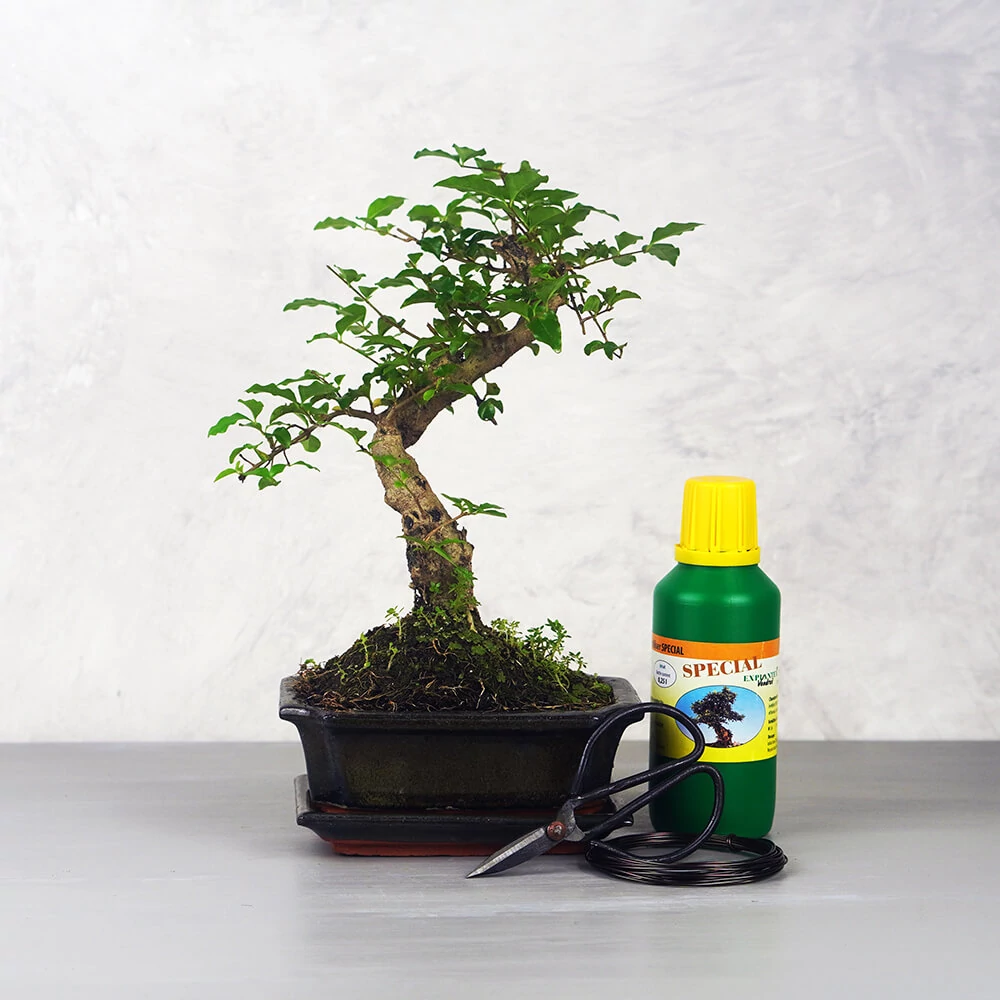 Közepes bonsai csomag - Ligustrum chinesis, hajlított törzsű bonsai fával