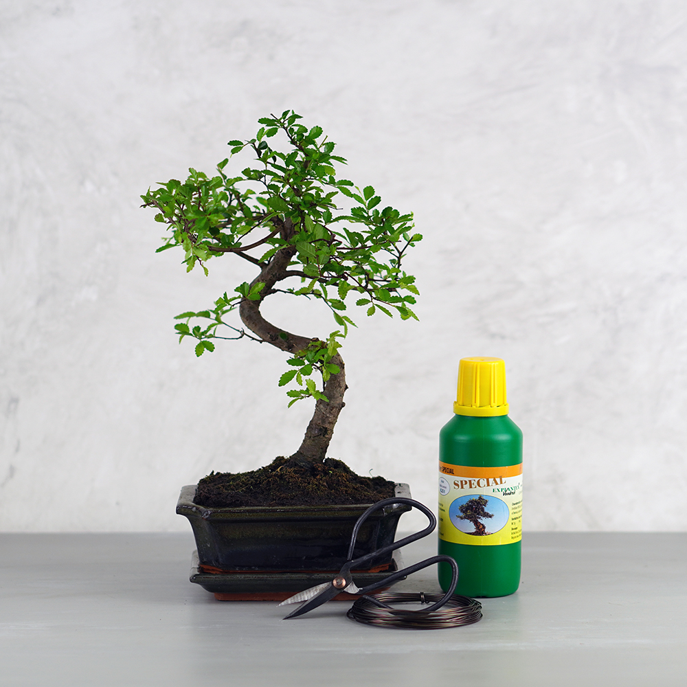 Közepes bonsai csomag - Ulmus, hajlított törzsű bonsai fával
