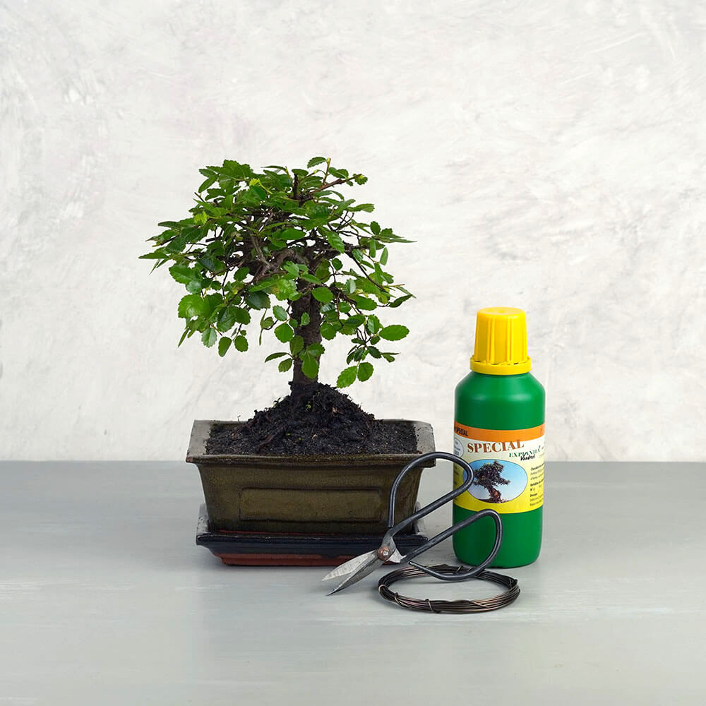 Közepes bonsai csomag - Ulmus, egyenes törzsű bonsai fával