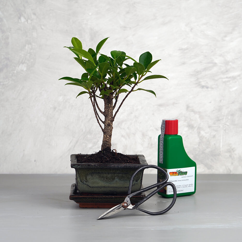 Mini bonsai csomag - Ficus retusa, egyenes törzsű bonsai fával