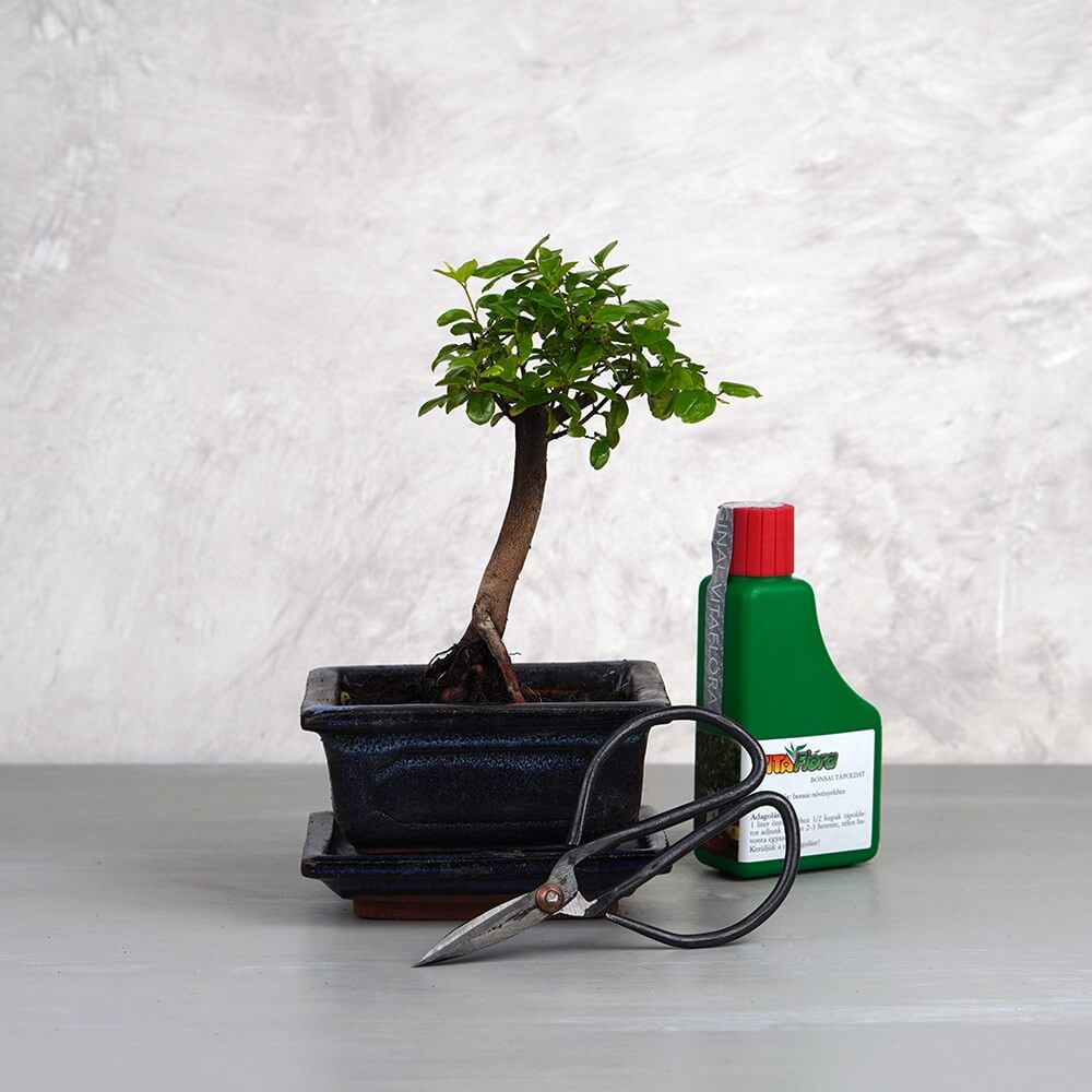 Mini bonsai csomag - Sageretia, egyenes törzsű bonsai fával