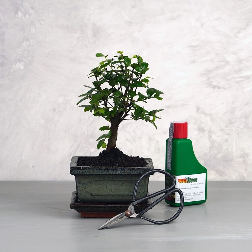 Mini bonsai csomag - Ulmus, egyenes törzsű bonsai fával