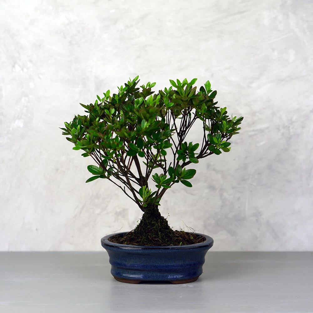 Rhododendron (Azálea) bonsai - egyenes törzsű, 16 cm