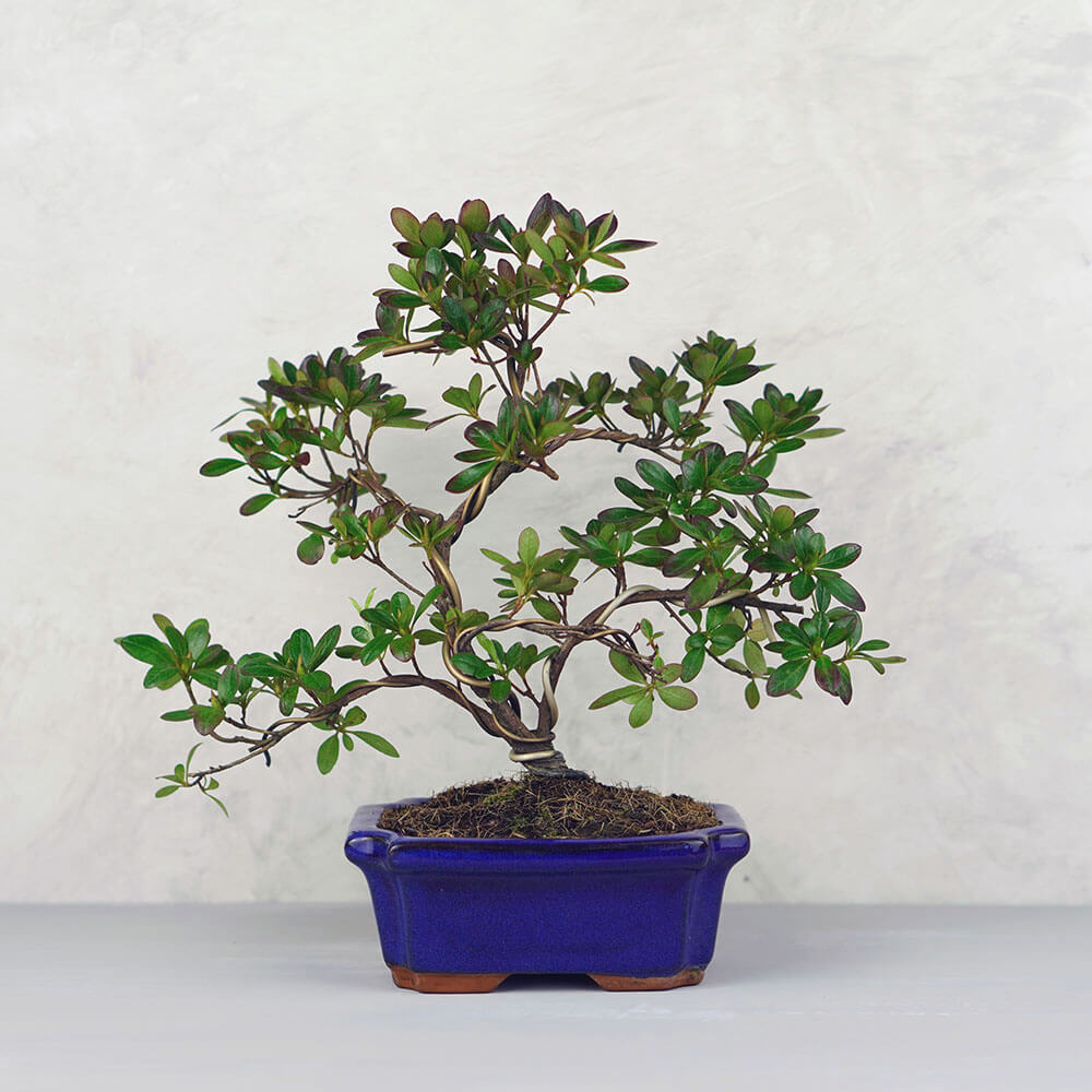 Rhododendron (Azálea) bonsai - hajlított törzsű, 20 cm