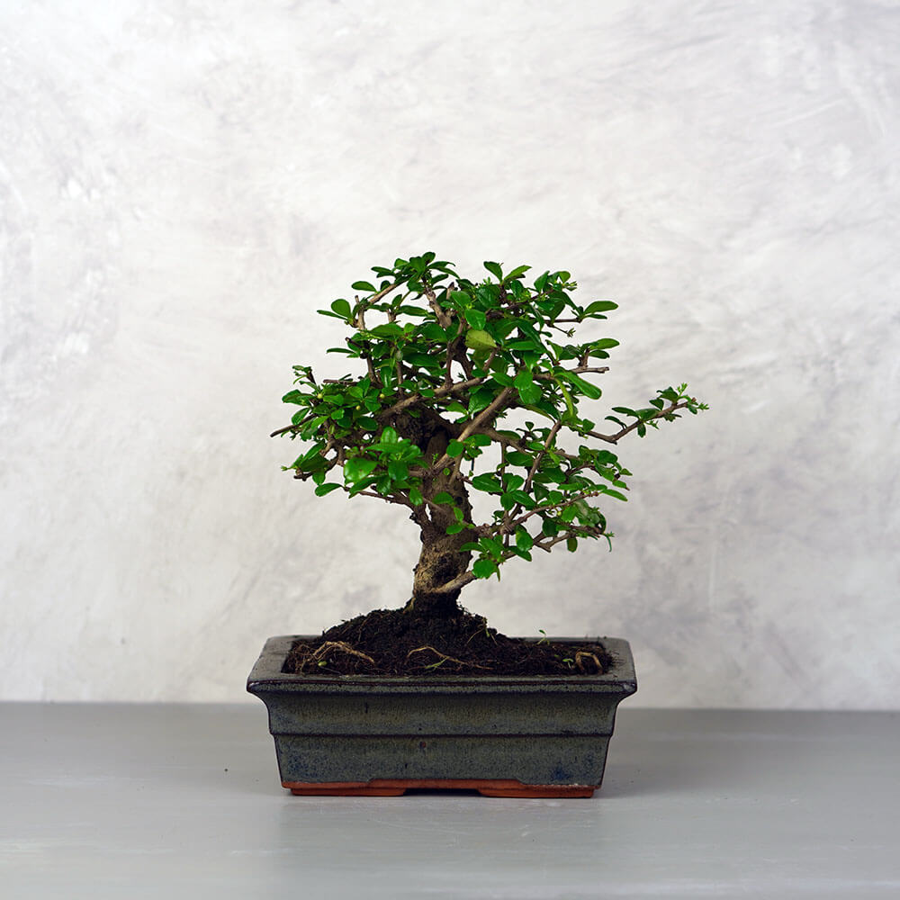 Carmona (Borágófa) bonsai - egyenes törzsű, 20 cm