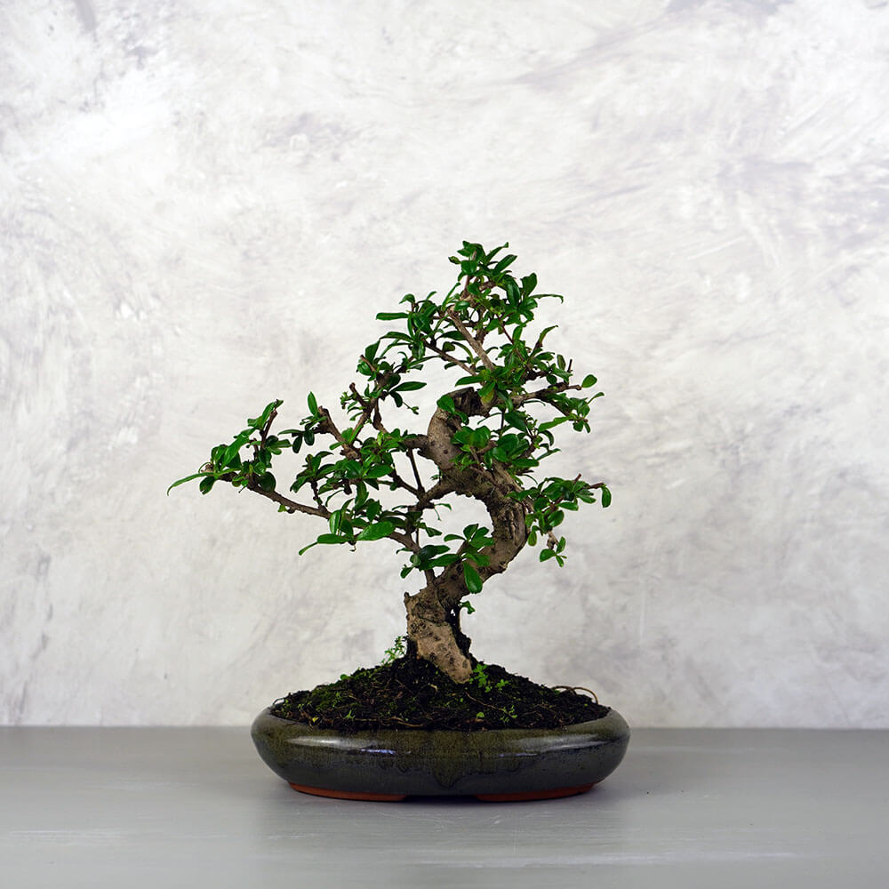 Carmona (Borágófa) bonsai - hajlított törzsű, 24 cm