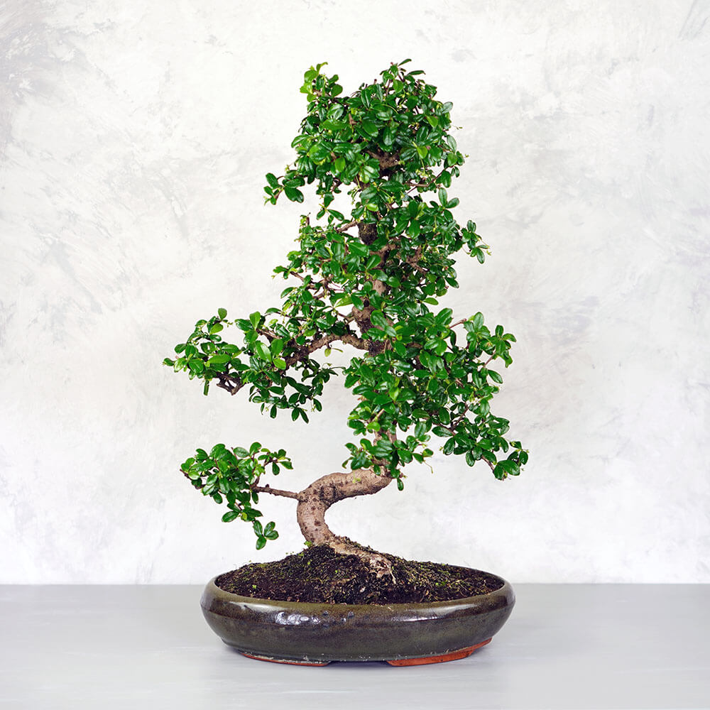 Carmona (Borágófa) bonsai - hajlított törzsű, 39 cm