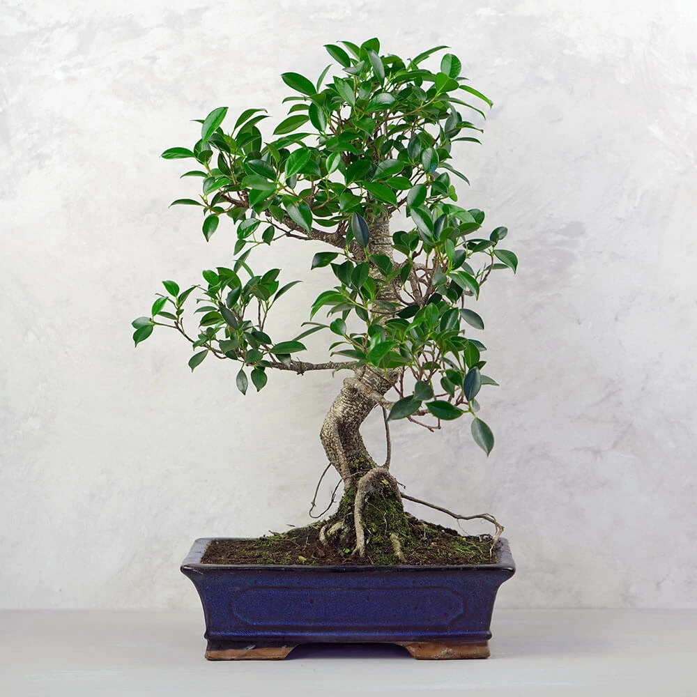 Ficus (Fikusz) bonsai - hajlított törzsű, 31 cm